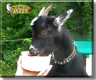Jazzy, the Pet of the Day
