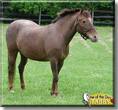 Tabby, the Pet of the Day