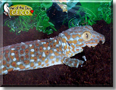 Geico, the Pet of the Day