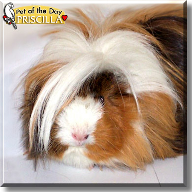 Priscilla, the Pet of the Day