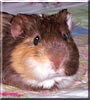 Snickers