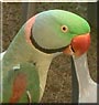 Raju