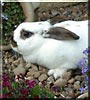 Miffy