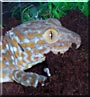 Geico