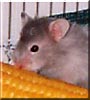 Greta