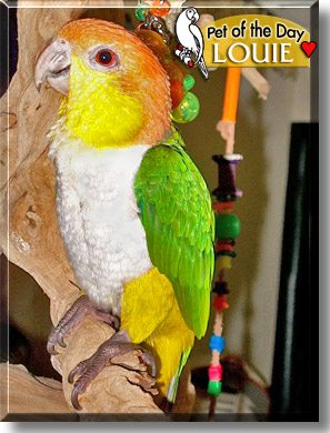 Louie, the Pet of the Day