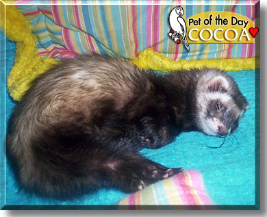 Cocoa, the Pet of the Day
