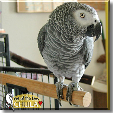 Chula, the Pet of the Day