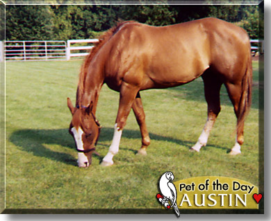 Austin, the Pet of the Day