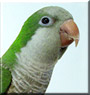 Floyd