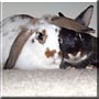 Boots, Spot