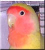 Sebastian