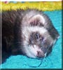 Cocoa