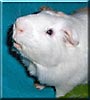 Piggy