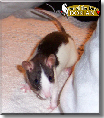 Dorian, the Pet of the Day
