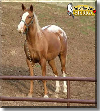 Sierra, the Pet of the Day