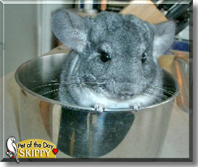 Skippy, the Pet of the Day