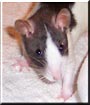 Dorian