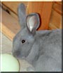 Earl Grey