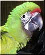 Merlin