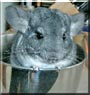 Skippy
