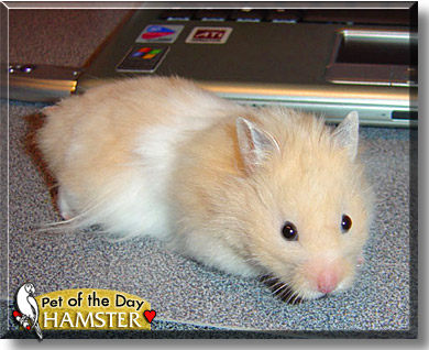 Hamster, the Pet of the Day