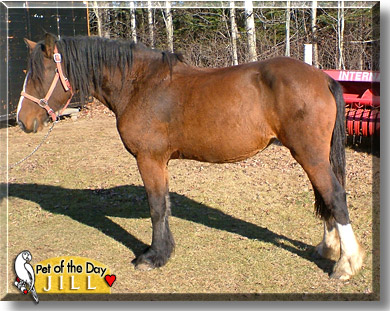 Jill, the Pet of the Day