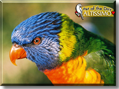 Altissimo, the Pet of the Day
