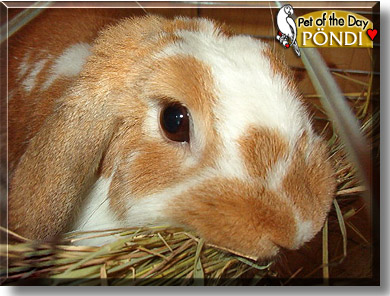 Pöndi, the Pet of the Day