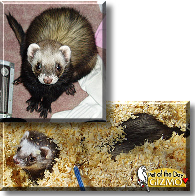 Gizmo, the Pet of the Day
