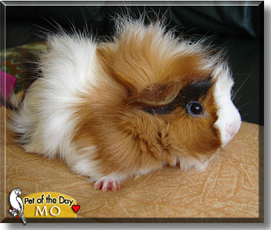 Mo, the Pet of the Day