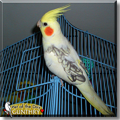 Gunthry, the Pet of the Day