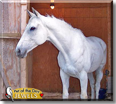 Jewels, the Pet of the Day