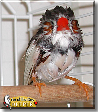 Beeper, the Pet of the Day