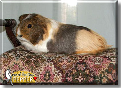 Pepper, the Pet of the Day