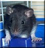 Basil