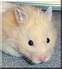 Hamster