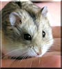 Snickers