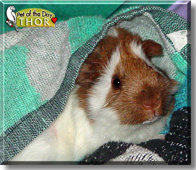 Thor, the Pet of the Day