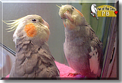 PB, the Pet of the Day