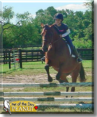 Peanut, the Pet of the Day
