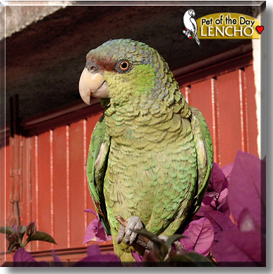 Lencho, the Pet of the Day