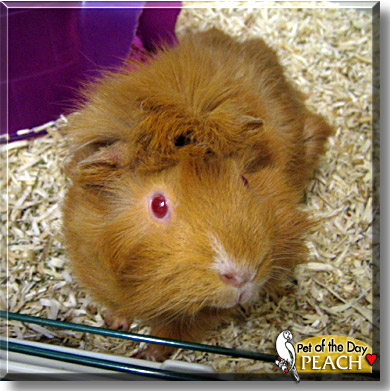 Peach, the Pet of the Day