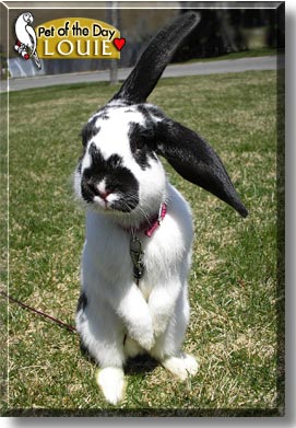 Louie, the Pet of the Day