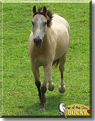 Bucky, the Pet of the Day