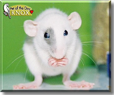 Knox, the Pet of the Day