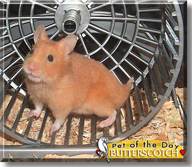 Butterscotch, the Pet of the Day