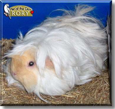 Rory, the Pet of the Day