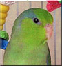 Kiwi