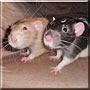 Joey, Sammy